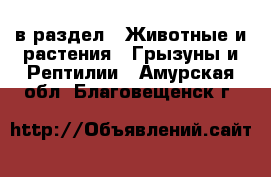  в раздел : Животные и растения » Грызуны и Рептилии . Амурская обл.,Благовещенск г.